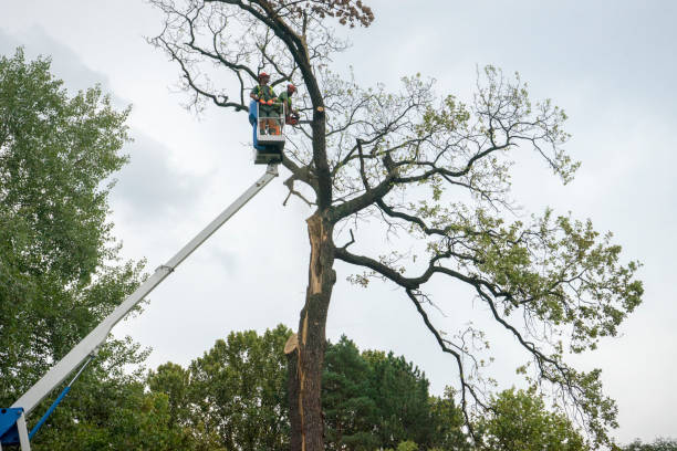 Trusted Port Aransas, TX  Tree Services Experts